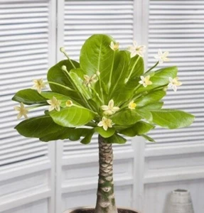 Hawaiian Palm Tree Live Unusual Yellow Flowering Brighamia Insignis 4'' Pot Size - Picture 1 of 1