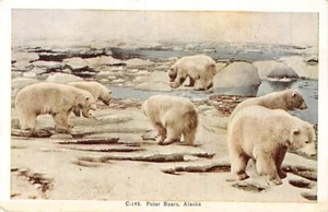 Postal postal: osos polares, Alaska, WB 1920 sin publicar - Imagen 1 de 2