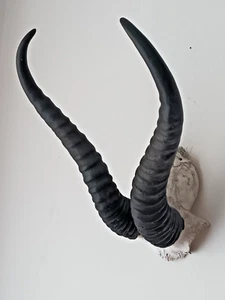 Springbock Geweih mit Kopf, Gereinigt, desinfiziert - Bild 1 von 3