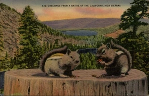 Squirrel - Greetings  a Native of the California High Sierras Postcard - Picture 1 of 2