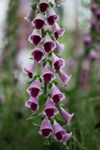 2 GR DIGITALIS PURPUREA '''Zuckerpflaume" ca. 10000 SAMEN - Bild 1 von 1