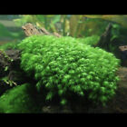 Live Fissidens Moss 20 X Plantlets - Live Aquarium Plant