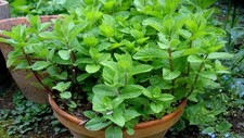 Papermint,  Daun Pudina Natural