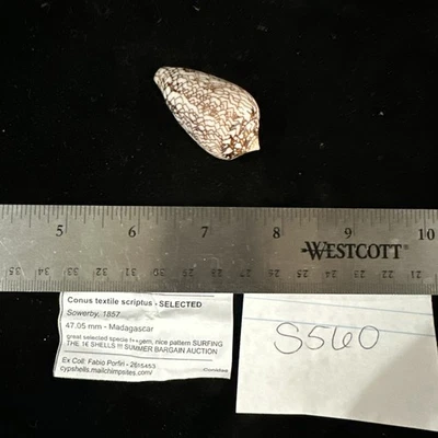 Conus Textile Scriptus Selected 47.05mm Madagascar F++ Gem (S560) - Image 1 of 4
