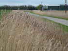 Photo 6x4 Reed filled dike and Wiseman's Gate North of Weston near Spaldi c2012