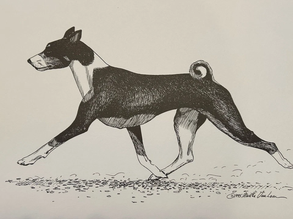 Basenji Trotting By Martha Van Loan 8x10 Print - Image 1 of 1