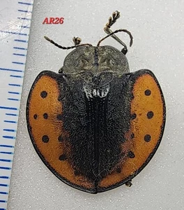 Cassidinae Käfer 18,92mm #AR26 Amazonas Dschungel Insekt Stolas - Bild 1 von 2