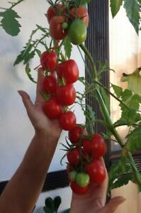 Tomatensamen "De Berao" ROT *Riesen Tomatenbaum* Rarität 10+ Samen frisch 2022!
