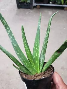 Potted ALOE VERA Live Plants - Picture 1 of 5