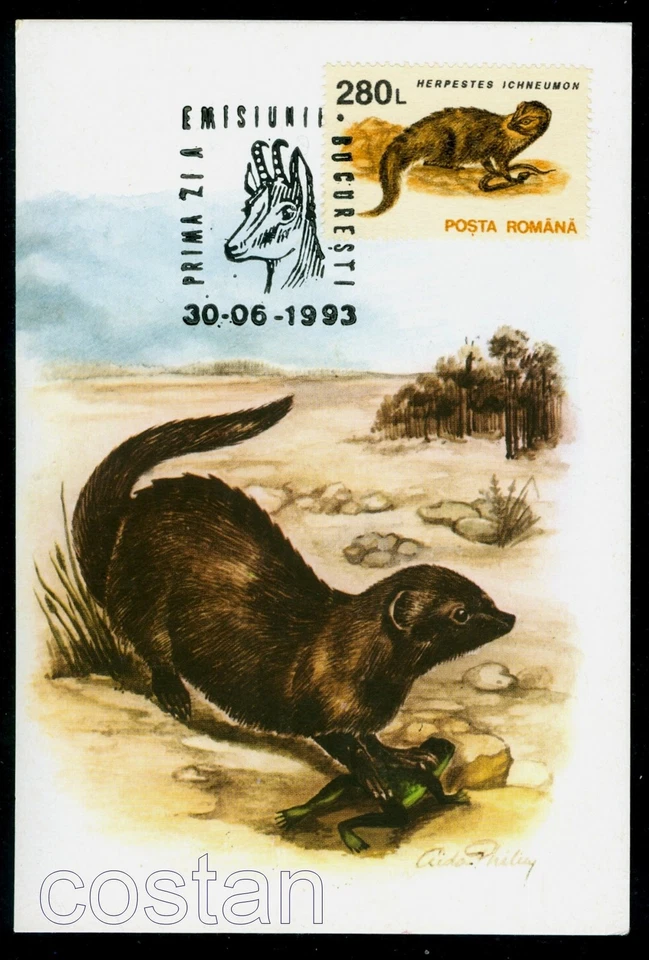 1993 Egyptian mongoose,Frog,Ichneumon,Chamois,Wild animals,Romania,FDC maxi card - Image 1 of 1