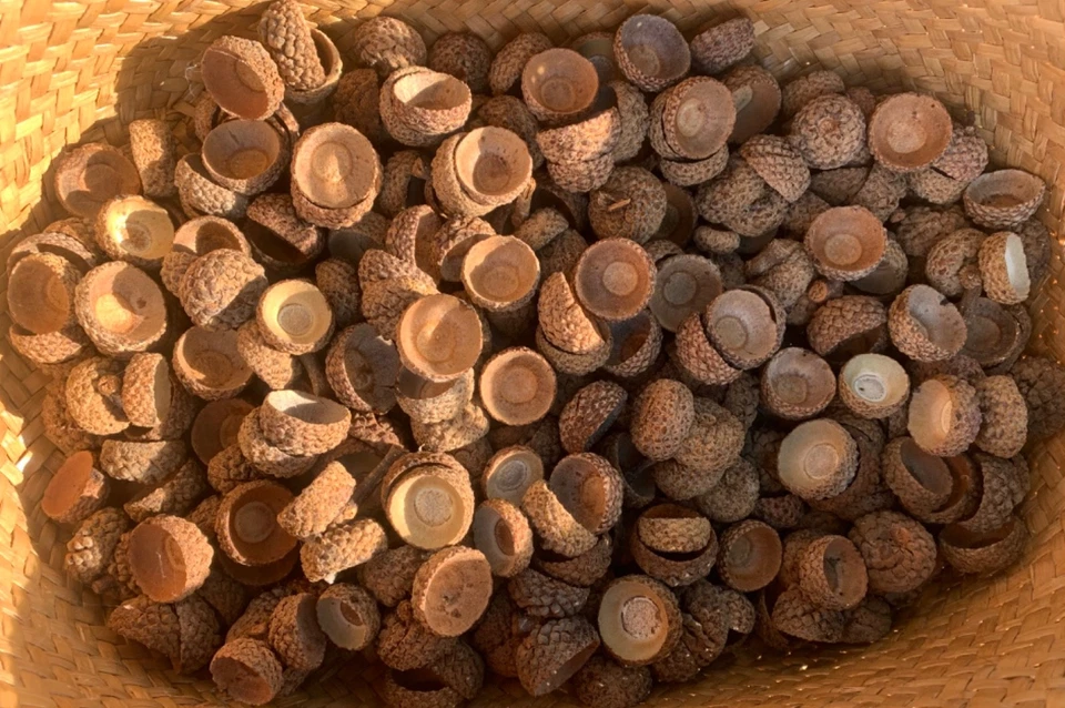 250 white oak acorn caps for crafts, 2025 harvest - Image 1 of 1