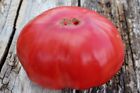 Nasiona pomidorów Todd County Amisz 20 nasion organiczne pomidory bez gmo Ukraina D
