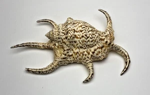 Natürliche große Muschelschalen 24 cm natürliche Wassermuscheln sechseckig  - Bild 1 von 22