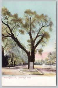 Postcard Washington Elm Cambridge Massachusetts MA Vintage - Picture 1 of 2