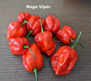 Seeds- Superhot Naga Twister Black Rare Colorful Matures to Red Hot Spice - Picture 1 of 14