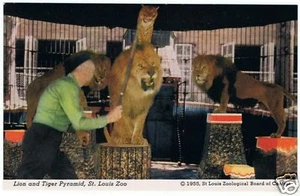 1955 LION TIGER PYRAMID St Saint Louis Zoo MO Postcard - Picture 1 of 2