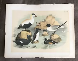 Vintage Farbdruck Ufervögel Möwe Papageientaucher mehr Studer 1881 ca. 11 x 15 E2 - Bild 1 von 2