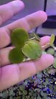 15+ Frogbit +10! Pieces From A Mistery Plant