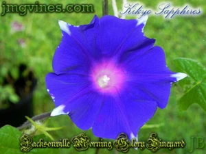 Kikyo Saphire Japanisch Morning Glory 6 Stck. - Bild 1 von 6