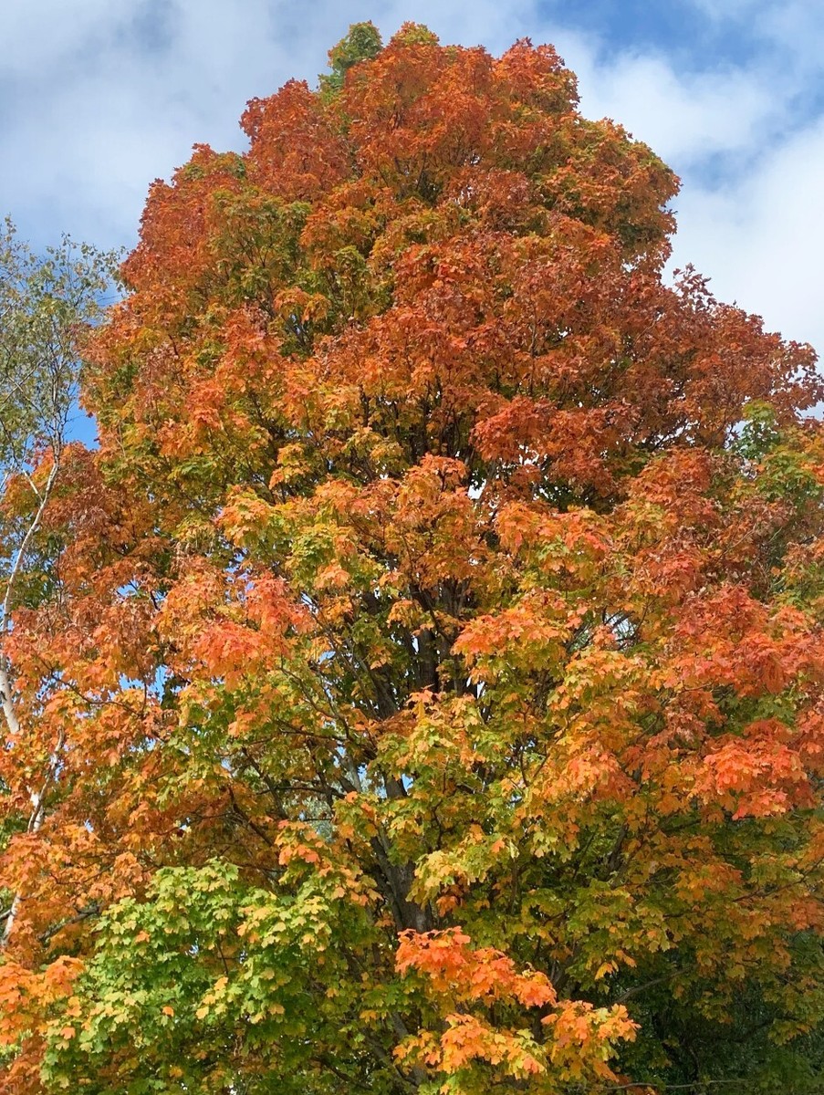 árbol De Arce Brotando Arce De Freeman Autumn Blaze Acer X Fremanii