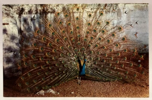 Postal de pavo real, jardín zoológico de San Luis, animal vintage - Imagen 1 de 2