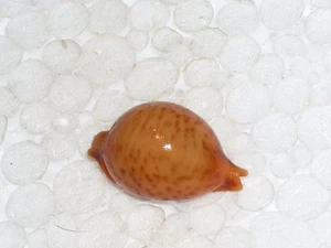 CYPRAEA  GLOBULUS SPHAERIDIUM F.CONJUGATA AMAZING - Picture 1 of 2