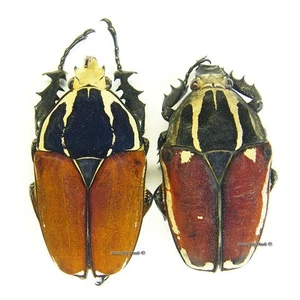 Escarabajo/Cetoniidae sin montar - Mecynorrhina torquata ugandensis, PAR 12 - Imagen 1 de 1