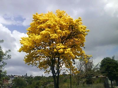 RARE 8 graines d' ARAGUANEY (Tabebuia Chrysantha)G910 GOLDEN GODDESS SEEDS SEMI