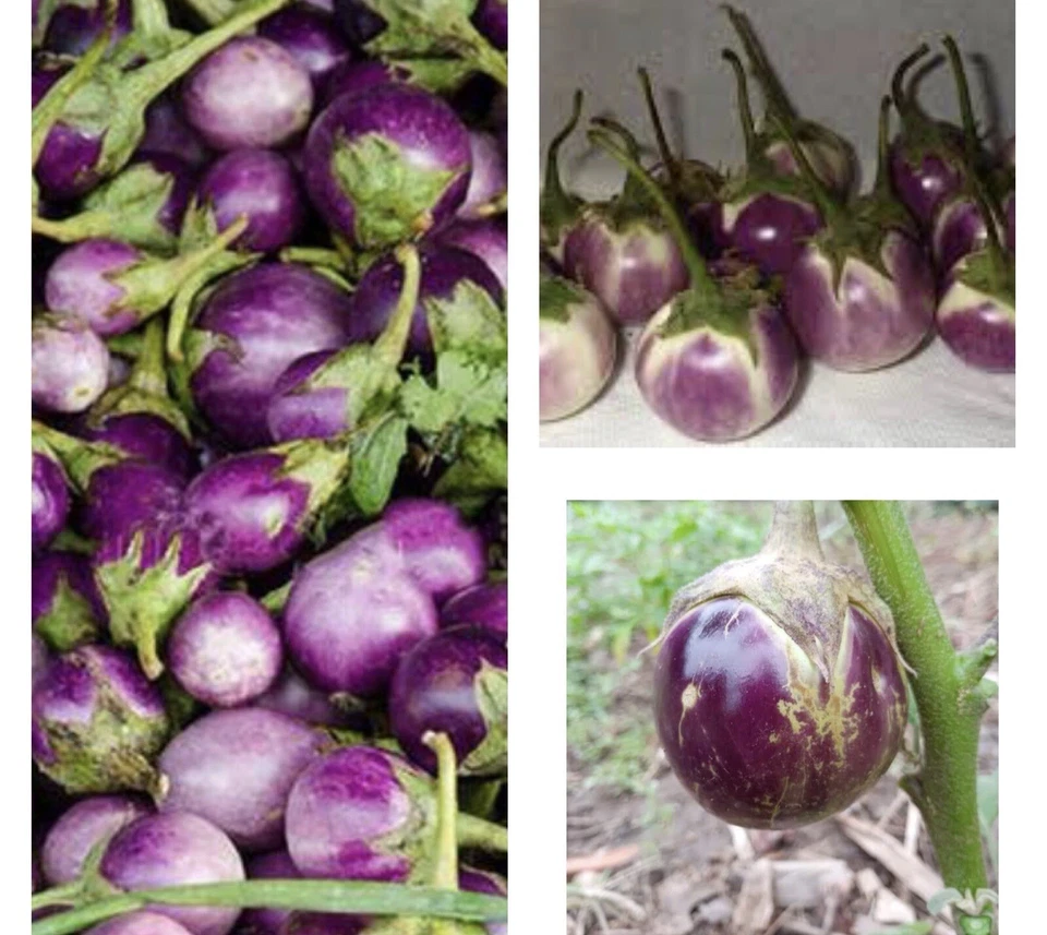 50+ SEEDS Thai ROUND PURPLE EGGPLANT/NON GMO Buy2get1Free - Image 1 of 1