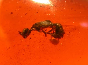 Wasp with Parasitic Mite in RED Burmite Amber Fossil Gemstone Dinosaur Age - Picture 1 of 9