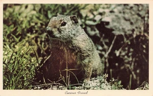 AK Neugieriges Eichhörnchen M609 - Bild 1 von 2