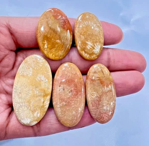 125ct 100% NATURAL GORGEOUS YELLOW CORAL OVAL CABOCHON LOOSE GEMSTONE LOT A2 - Picture 1 of 4