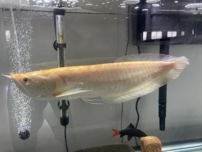 Golden Arowana - Image 1 of 3