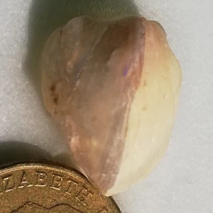 Casi Completo ✯ FÓSIL DE CAPARAZÓN OPALIZADO 12,15 CT 110 millones de años *VIDEO Aust - Imagen 1 de 4