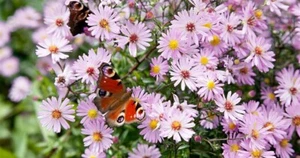 Aster 'Pink Star'-spring splits, lilac pink daisy flowers- Lot of 3 plants - Picture 1 of 3