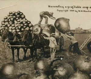 1910s Large Giant Onion Humor Farm Horse Wagon Funny RPPC Real Photo Postcard - Picture 1 of 3