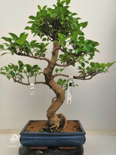 Bonsai di Fico h. 63 cm Visita il mio negozio!