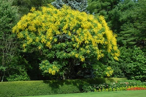 Árbol de lluvia dorado, Koelreuteria paniculata, semillas de árbol (rápido, resistente, vistoso) - Imagen 1 de 12