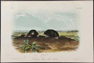 1854 Audubon antique hand-colored lithograph: Common Star-Nose Mole, nature - Picture 1 of 2