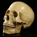 1x Human Skull Realistic 1:1 Realistic Replica Gothic Skeleton Head Model