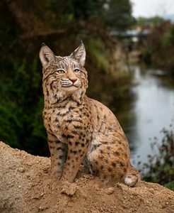 Sitting Bobcat Garden Statue Lifelike Resin Decor For Garden Yard - Picture 1 of 7