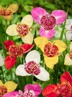 10x Tigridia Pavonia Mixed Summer Flowering Perennial Bulbs Peacock Tiger Iris 
