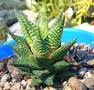 Haworthia Limifolia big cactus cacti succulent live plant free gift - Picture 1 of 6