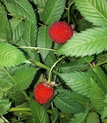 PIANTA DI LAMPONE FRAGOLA – RUBUS ILLECEBROSUS – FRUTTI DI BOSCO – DA PUGLIA - Immagine 1 di 4