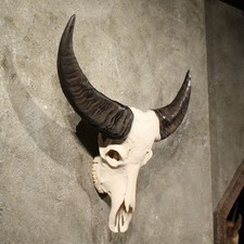 Buffalo Skull - 100% Authentic Animal Skull, Taxidermy