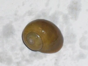 LITTORINA OBTUSATA SPECIAL GREEN - Picture 1 of 2