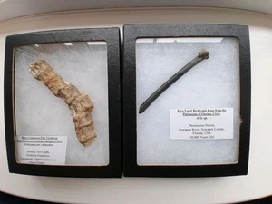 Lovely Fossils In Display Boxes - Fish Vertebrae & Bird Limb Bone, USA. - Picture 1 of 7