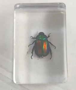 Real Insect Specimen Bug in Resin Entomology Beetle - Picture 1 of 1