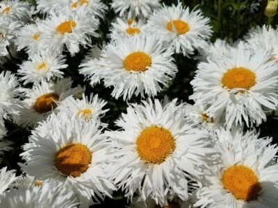 Daisy CRAZY DAISY Shasta Unique Frilly Flowers White Perennial Non-GMO 100 Seeds - Image 1 of 4
