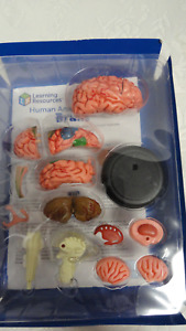 Learning Resources Human Anatomy Model Brain 31 pieces